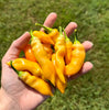Sugar Rush Peach Pepper Seeds (Non-Isolated), Garden Vegetables