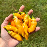 Sugar Rush Peach Pepper Seeds (Non-Isolated), Garden Vegetables