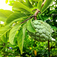 Annona Squamosa Fruit Tree, Green Sugar Apple Sweetsop, Live Plant