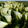 Calla 3 Rhizomes- Super Mac By Easy To Grow Bulbs