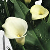Calla 3 Rhizomes- Super Mac By Easy To Grow Bulbs