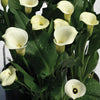 Calla 3 Rhizomes- Super Mac By Easy To Grow Bulbs