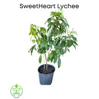 SweetHeart Lychee Tree, Live Plant