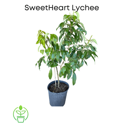 SweetHeart Lychee Tree, Live Plant