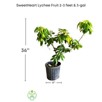 SweetHeart Lychee Tree, Live Plant