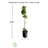 SweetHeart Lychee Tree, Live Plant