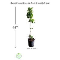 SweetHeart Lychee Tree, Live Plant