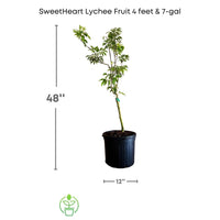 SweetHeart Lychee Tree, Live Plant