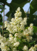 Syringa Reticulata 20 Seeds, Cold Hardy Fragrant Flowering Japanese Lilac Tree