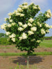 Syringa Reticulata 20 Seeds, Cold Hardy Fragrant Flowering Japanese Lilac Tree