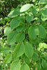 Syringa Reticulata 20 Seeds, Cold Hardy Fragrant Flowering Japanese Lilac Tree