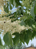 Syringa Reticulata 20 Seeds, Cold Hardy Fragrant Flowering Japanese Lilac Tree