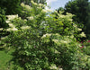 Syringa Reticulata 20 Seeds, Cold Hardy Fragrant Flowering Japanese Lilac Tree
