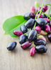 Syzygium cumini, Jamun Java Plum Fruit Tree- Live Plant