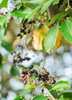 Syzygium cumini, Jamun Java Plum Fruit Tree- Live Plant