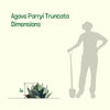 Agave Parryi Truncata Plant, Cold Hardy