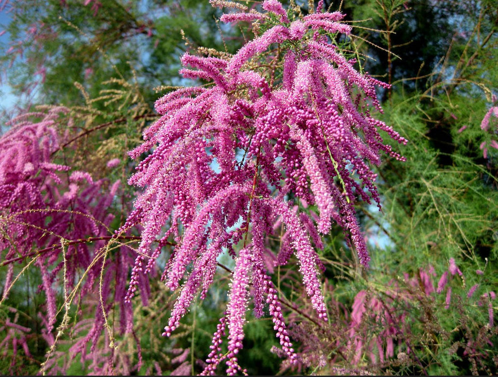 Tamarix Ramosissima .5 (Half) Gram Seeds, Salt Cedar Hardy Tamarisk Shrub  or Small Tree