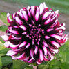 Dahlia 3 Tubers - Tartan By Easy To Grow Bulbs