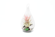 Teardrop Beach Terrariums with Black Sand & Air Plant