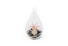 Teardrop Terrarium with Tillandsia Ionantha Fuego Air Plant & Black Stones