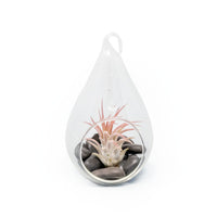 Teardrop Terrarium with Tillandsia Ionantha Fuego Air Plant & Black Stones