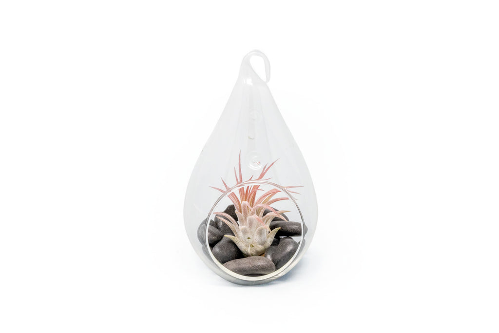Teardrop Terrarium with Tillandsia Ionantha Fuego Air Plant & Black Stones