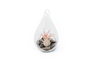 Teardrop Terrarium with Tillandsia Ionantha Fuego Air Plant & Black Stones