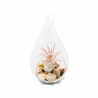 Teardrop Terrarium with Tillandsia Ionantha Guatemala Air Plant & River Stones