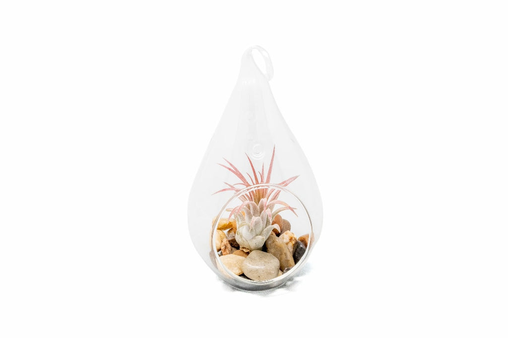 Teardrop Terrarium with Tillandsia Ionantha Guatemala Air Plant & River Stones