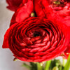Ranunculus 10 Corms - Tecolote Red By Easy To Grow Bulbs