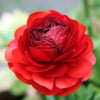 Ranunculus 10 Corms - Tecolote Red By Easy To Grow Bulbs