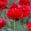 Ranunculus 10 Corms - Tecolote Red By Easy To Grow Bulbs