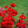 Ranunculus 10 Corms - Tecolote Red By Easy To Grow Bulbs