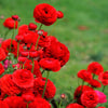 Ranunculus 20 Corms - Tecolote Romance Collection By Easy To Grow Bulbs