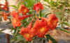 Tecoma Fulva subsp. guarume 15 Seeds, Orange Bells Trumpet Bush Or Small Ornamental Tree