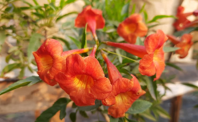 Tecoma Fulva subsp. guarume 15 Seeds, Orange Bells Trumpet Bush Or Sma