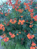 Tecoma Fulva subsp. guarume 15 Seeds, Orange Bells Trumpet Bush Or Small Ornamental Tree