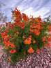 Tecoma Fulva subsp. guarume 15 Seeds, Orange Bells Trumpet Bush Or Small Ornamental Tree