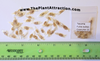 Tecoma Fulva subsp. guarume 15 Seeds, Orange Bells Trumpet Bush Or Small Ornamental Tree