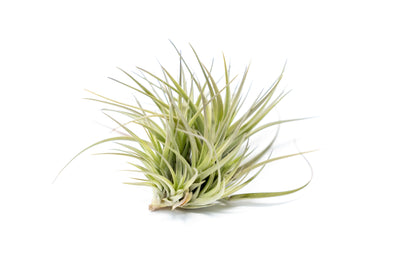 Tillandsia Tenuifolia Air Plant Clumps, Sale On Set Of 3 or 5 Plant Clumps!