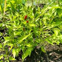 Thai Hot Pepper Seeds, Garden Vegetables That Delivers Heat, Flavor And Quantity 