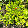 Thai Hot Pepper Seeds, Garden Vegetables That Delivers Heat, Flavor And Quantity 