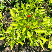Thai Hot Pepper Seeds, Garden Vegetables That Delivers Heat, Flavor And Quantity 