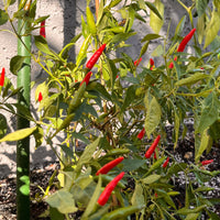 Thai Super Hot F1 Pepper Seeds, High Yield Hybrid Garden Vegetables