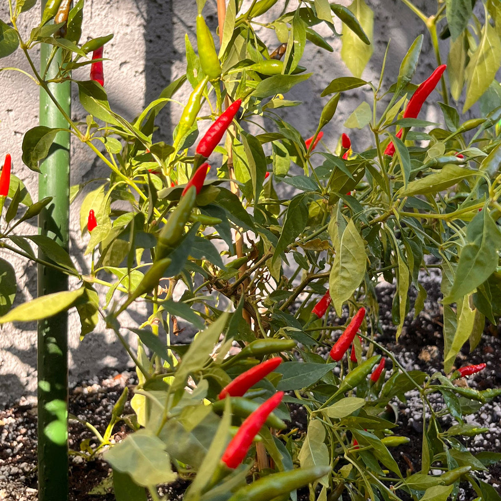 Thai Super Hot F1 Pepper Seeds, High Yield Hybrid Garden Vegetables