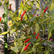 Thai Super Hot F1 Pepper Seeds, High Yield Hybrid Garden Vegetables