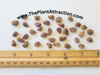 Thespesia Populnea 15 Seeds, Indian Tulip Portia Tree Flowering Pacific Rosewood