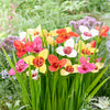 Tigridia 20 Bulbs - Tigerflower Kaleidoscope Mix - By Easy To Grow Bulbs