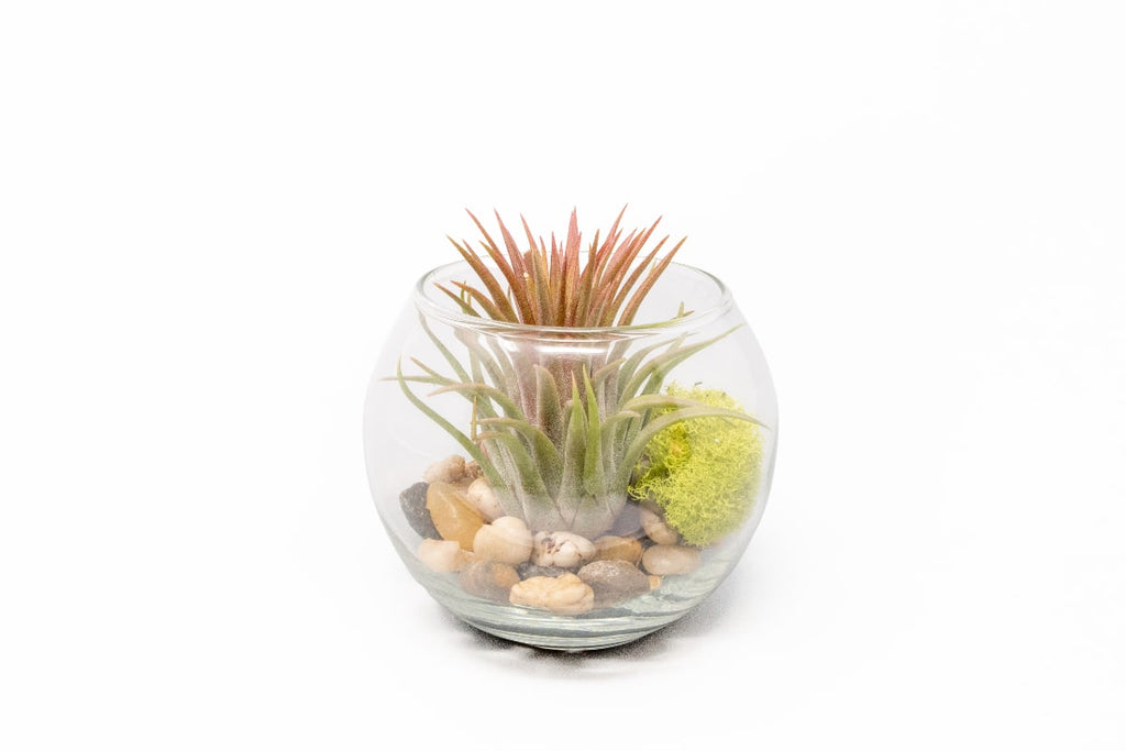 air plant in glass bowl Tillandsia Huamelula Air Plant Bubble Bowl Terrarium