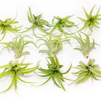 Tillandsia Abdita Brachycaulos Air Plants